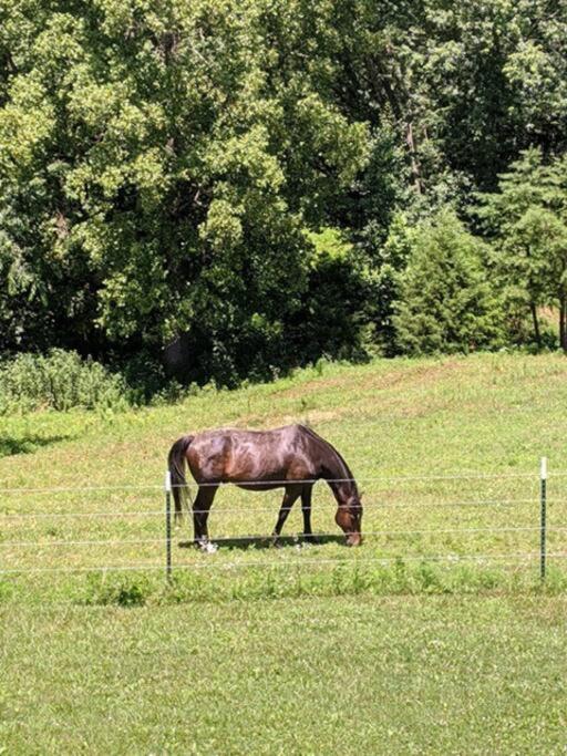 Вилла The Ranch In Mt Airy Маунт-Эйри Экстерьер фото